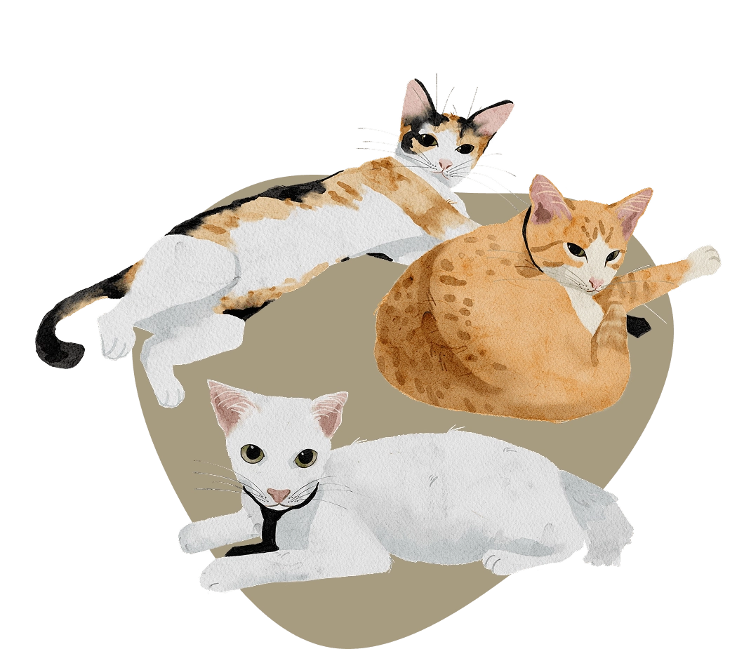 Dobby, Kitchie, CheetoPhoto