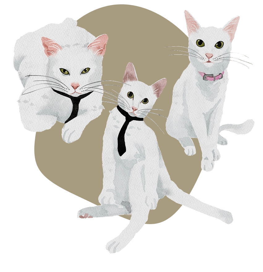 Sheldon, Georgie, MissyPhoto